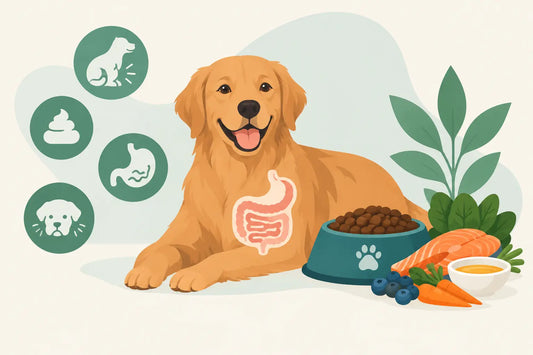 Dog Digestion Support: Signs, Food and Next Steps