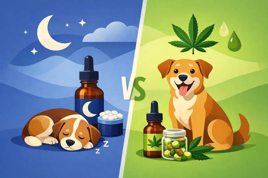 Melatonin vs CBD for Dogs - Which Is Better?